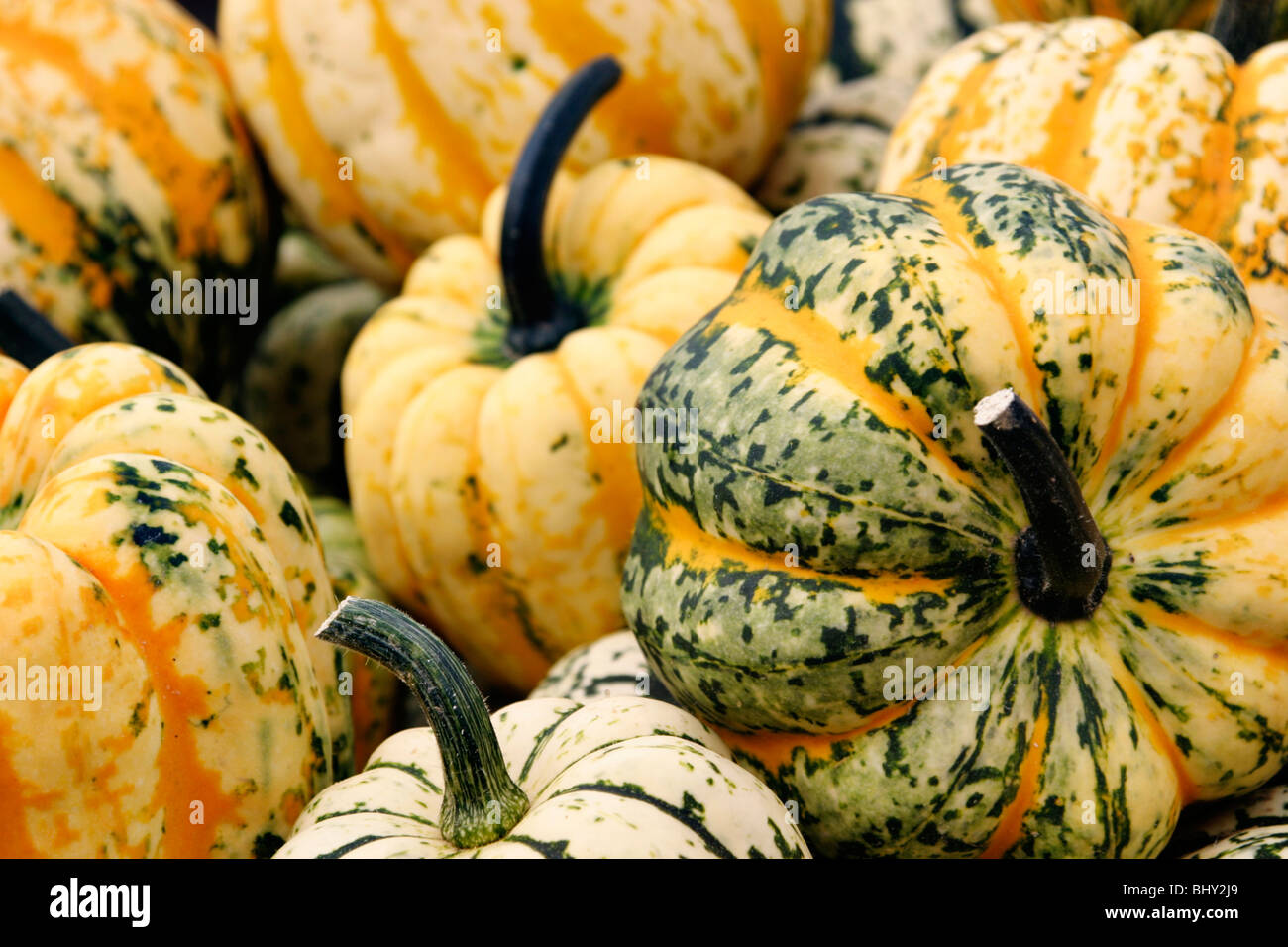 cucurbits Stock Photo