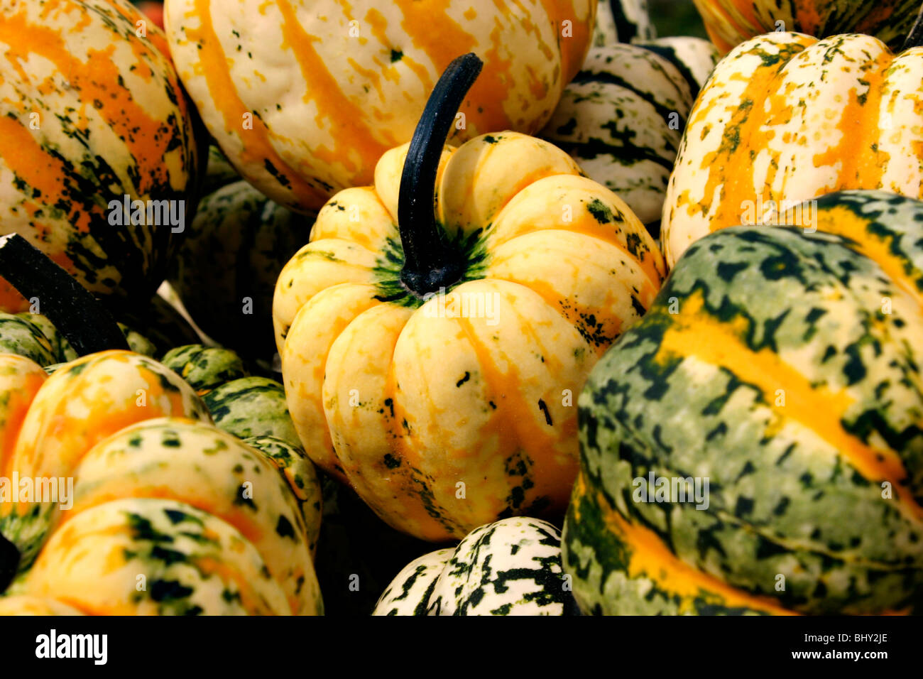 cucurbits Stock Photo