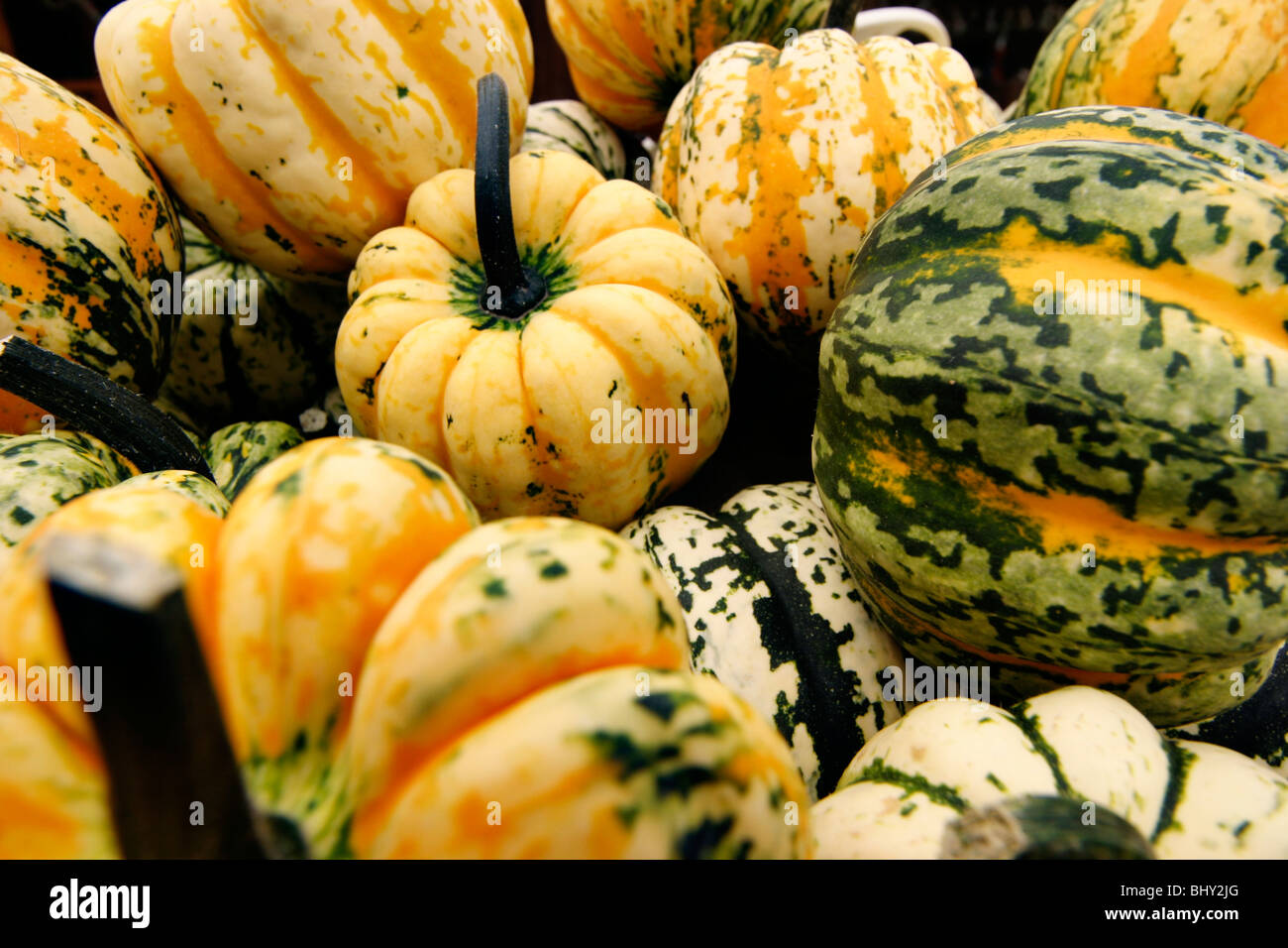 cucurbits Stock Photo
