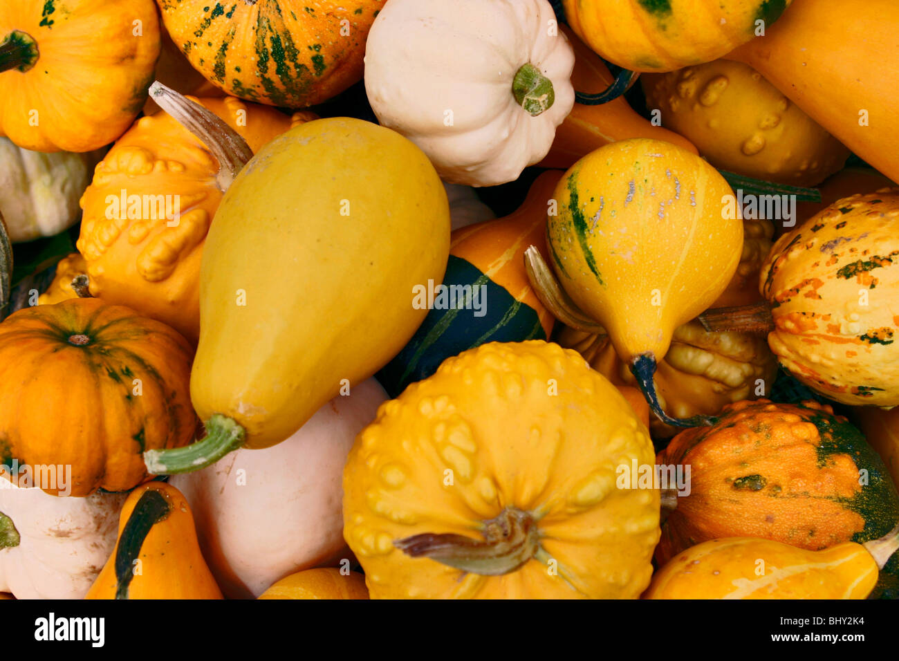 cucurbits Stock Photo