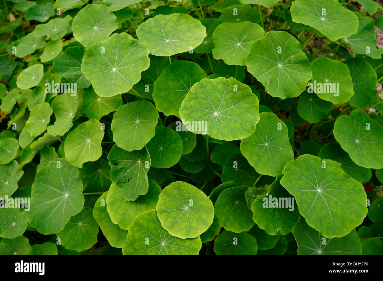 Tropaeolum majus Stock Photo