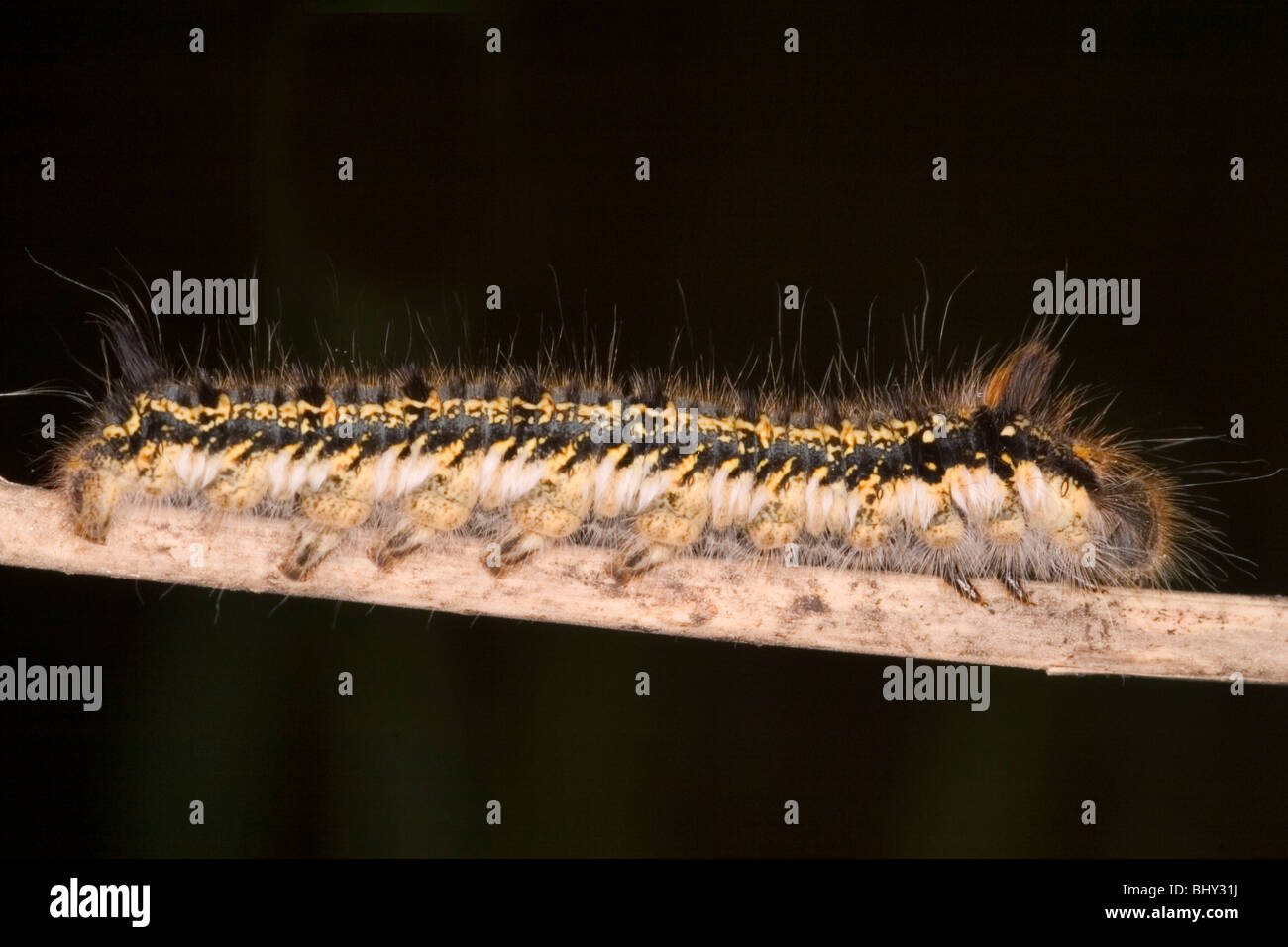 Caterpillar tier hi-res stock photography and images - Alamy