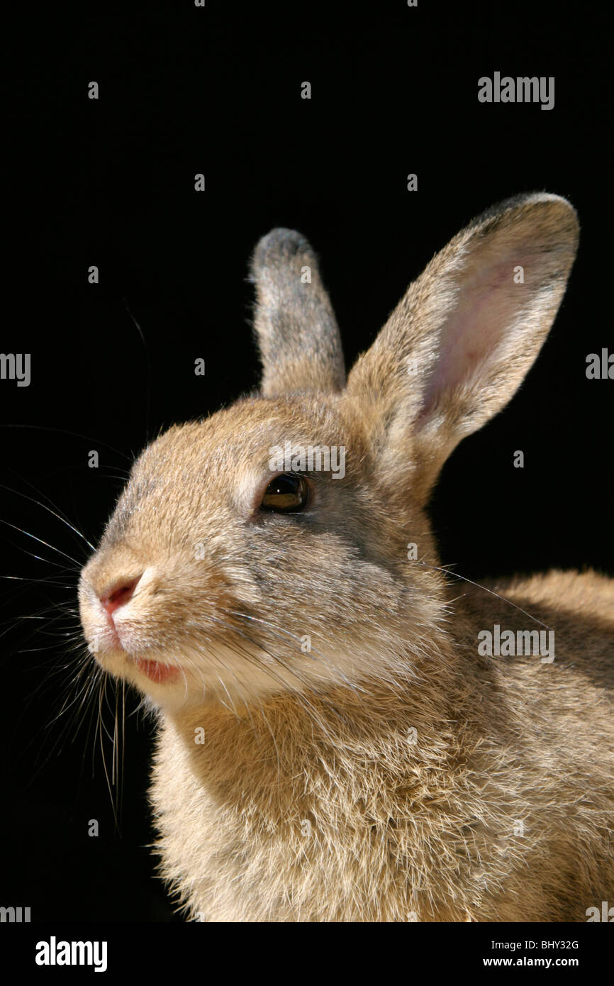 Rabbit cony hi-res stock photography and images - Alamy