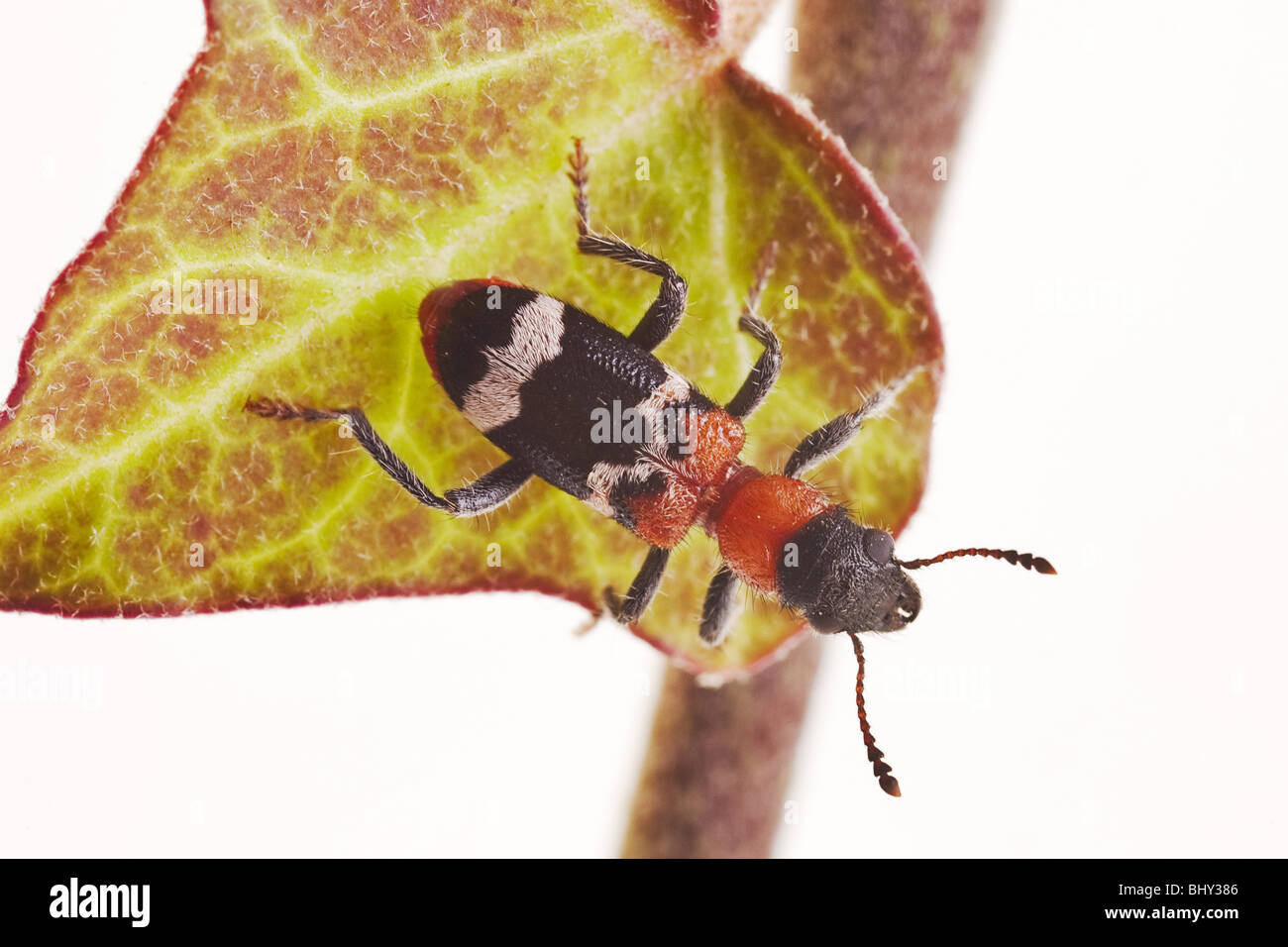 curious ant-beetle (Thanasimus formicarius) Stock Photo