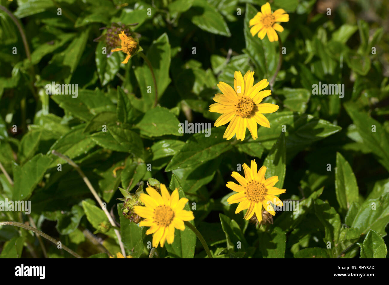 Yellow flowers of Wedelia trilobata Stock Photo