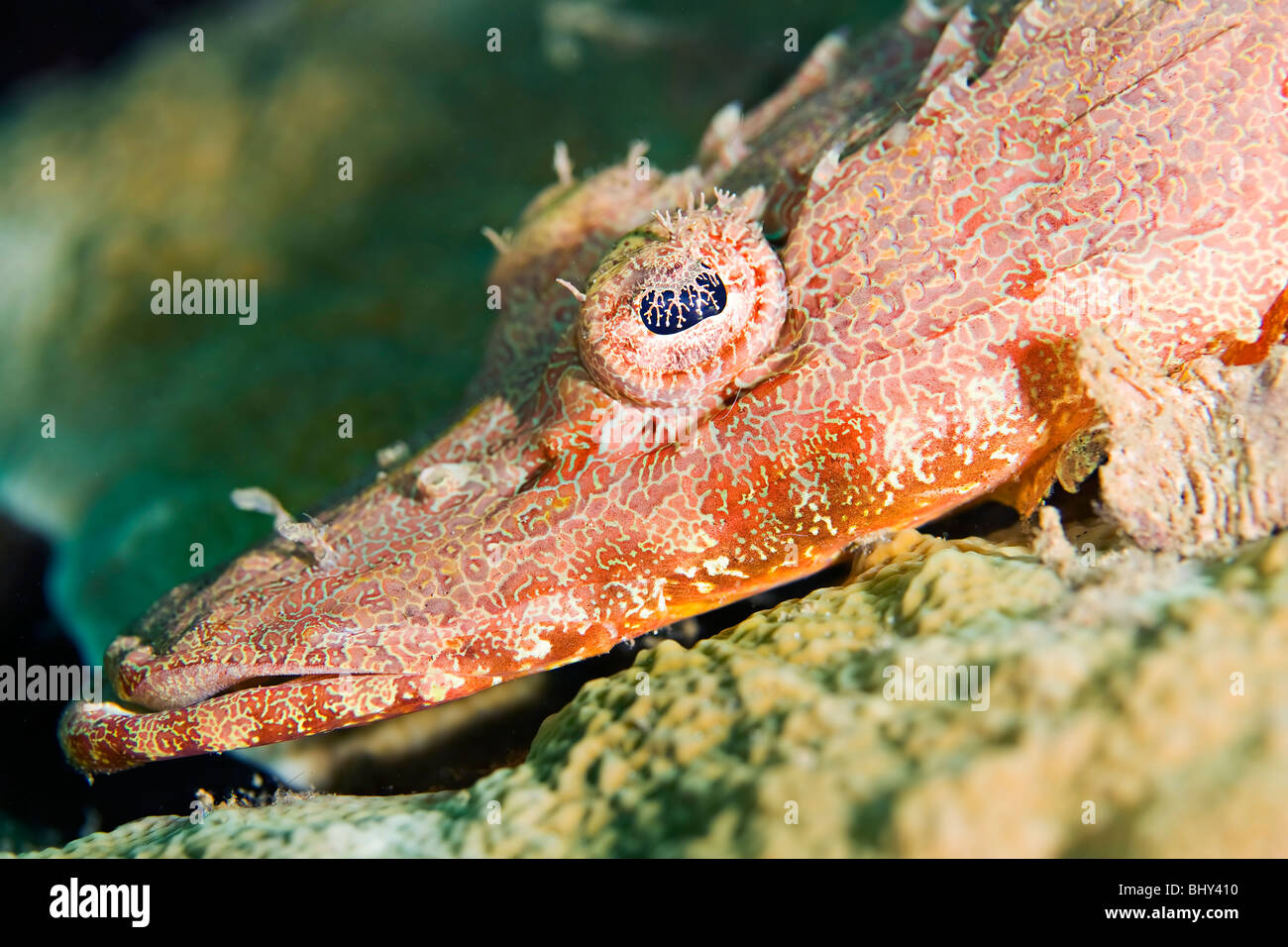 Crocodile Fish (Cymbacephalus beauforti) lies in wait for passing prey on a Papua New Guinea coral reef Stock Photo