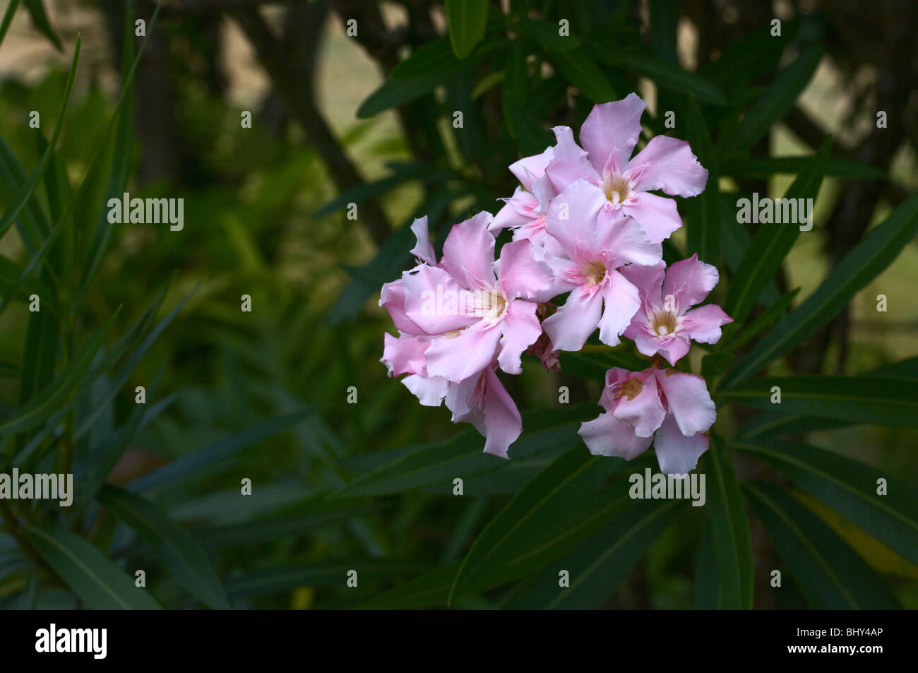 Pink Nerium oleander flowers Stock Photo