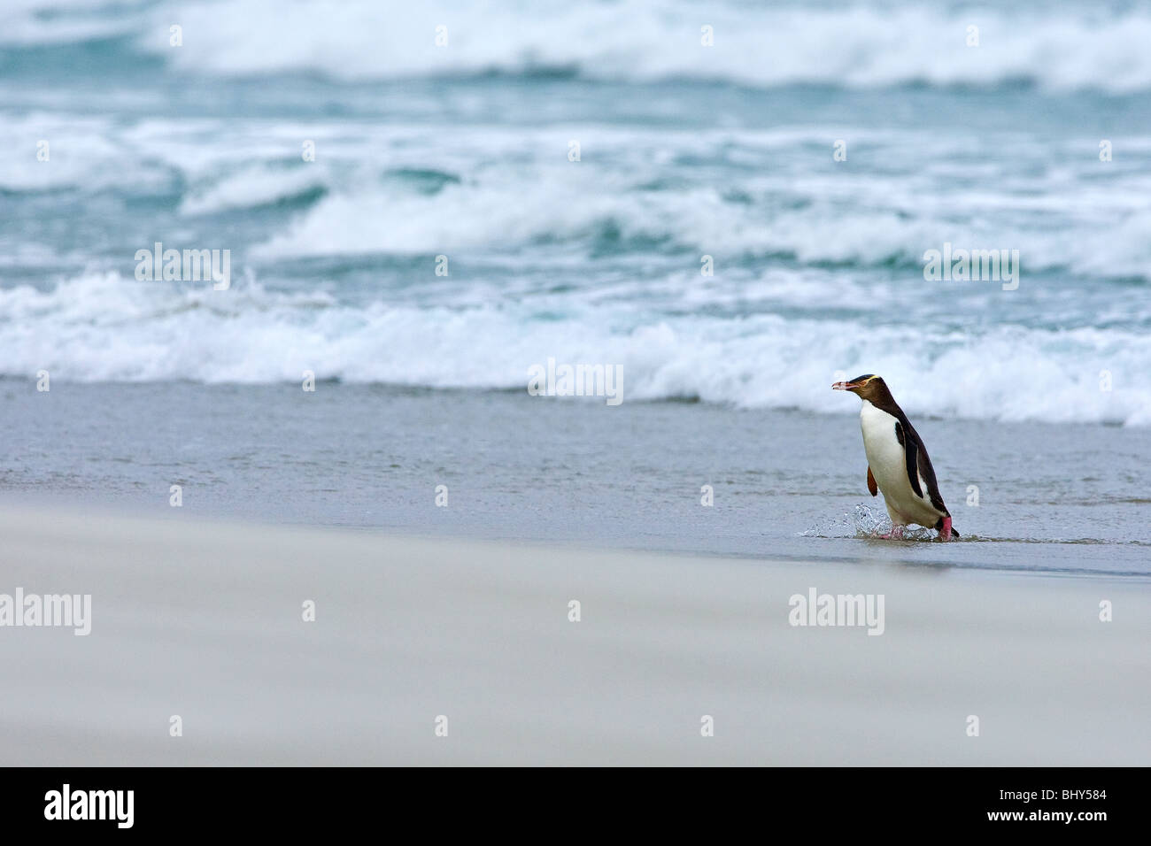 Yellow-eyed Penguin (Megadyptes antipodes) - New Zealand Stock Photo