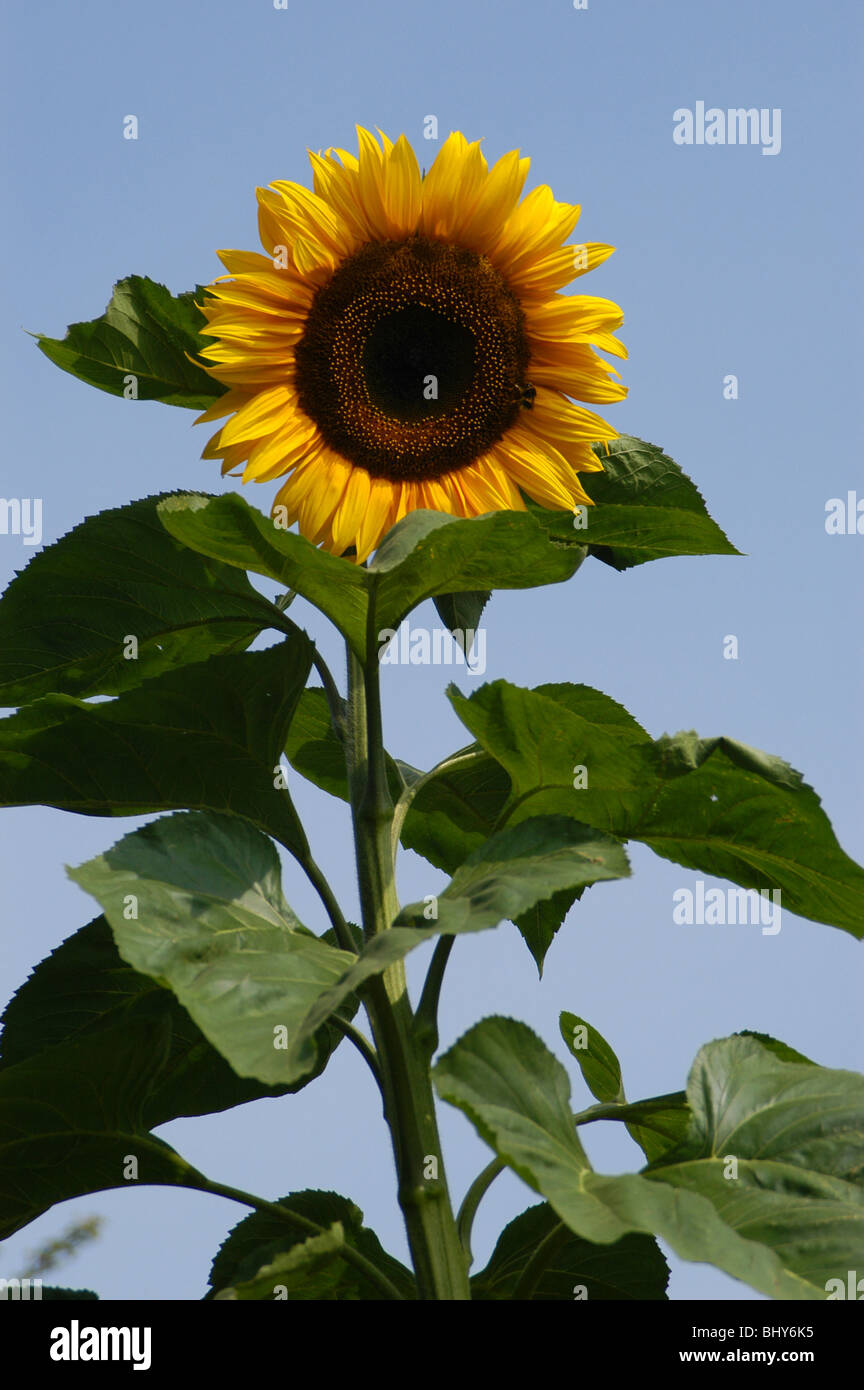 giant sunflower against a clear blue summer sky Stock Photo Alamy