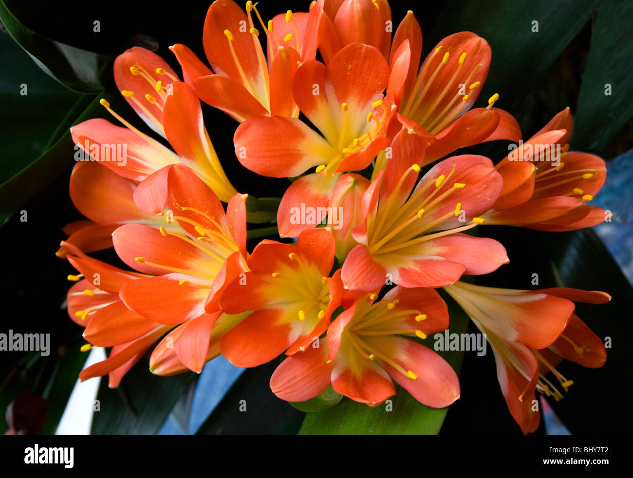 Clivia miniata, Kafir Lily , Kaffir Stock Photo