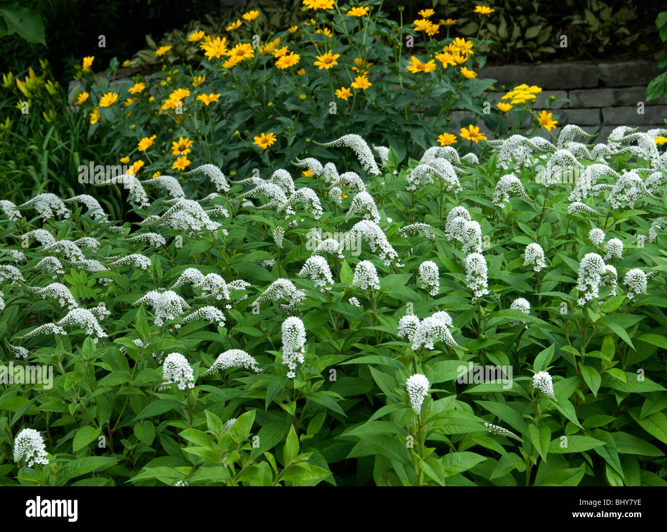 Lysimachia clethroides , Gooseneck  Loosestrife Stock Photo