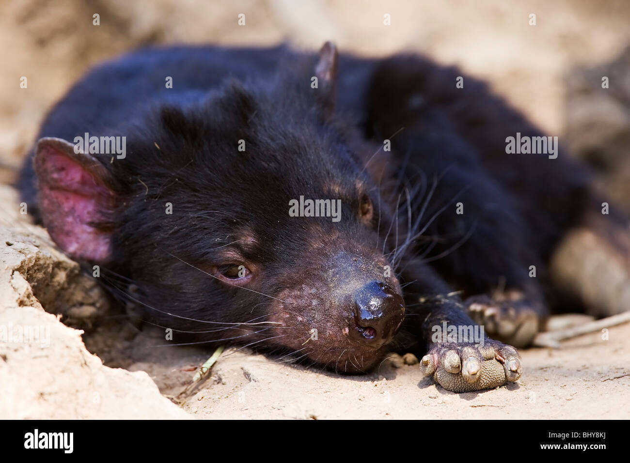 Tasmanian Devil (Sarcophilus harrisii) - Tasmania Stock Photo