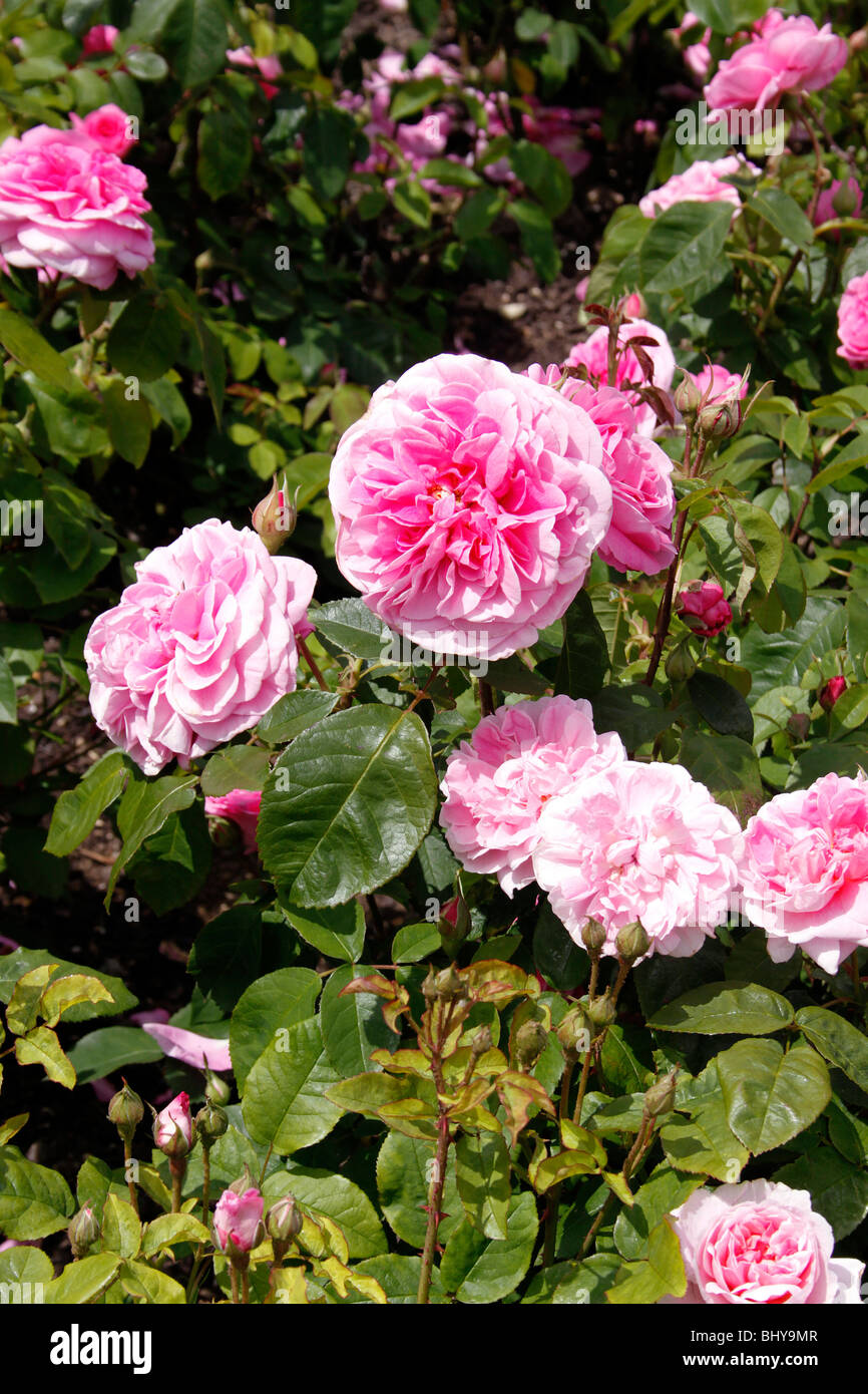 Rosa gertrude jekyll hi-res stock photography and images - Alamy