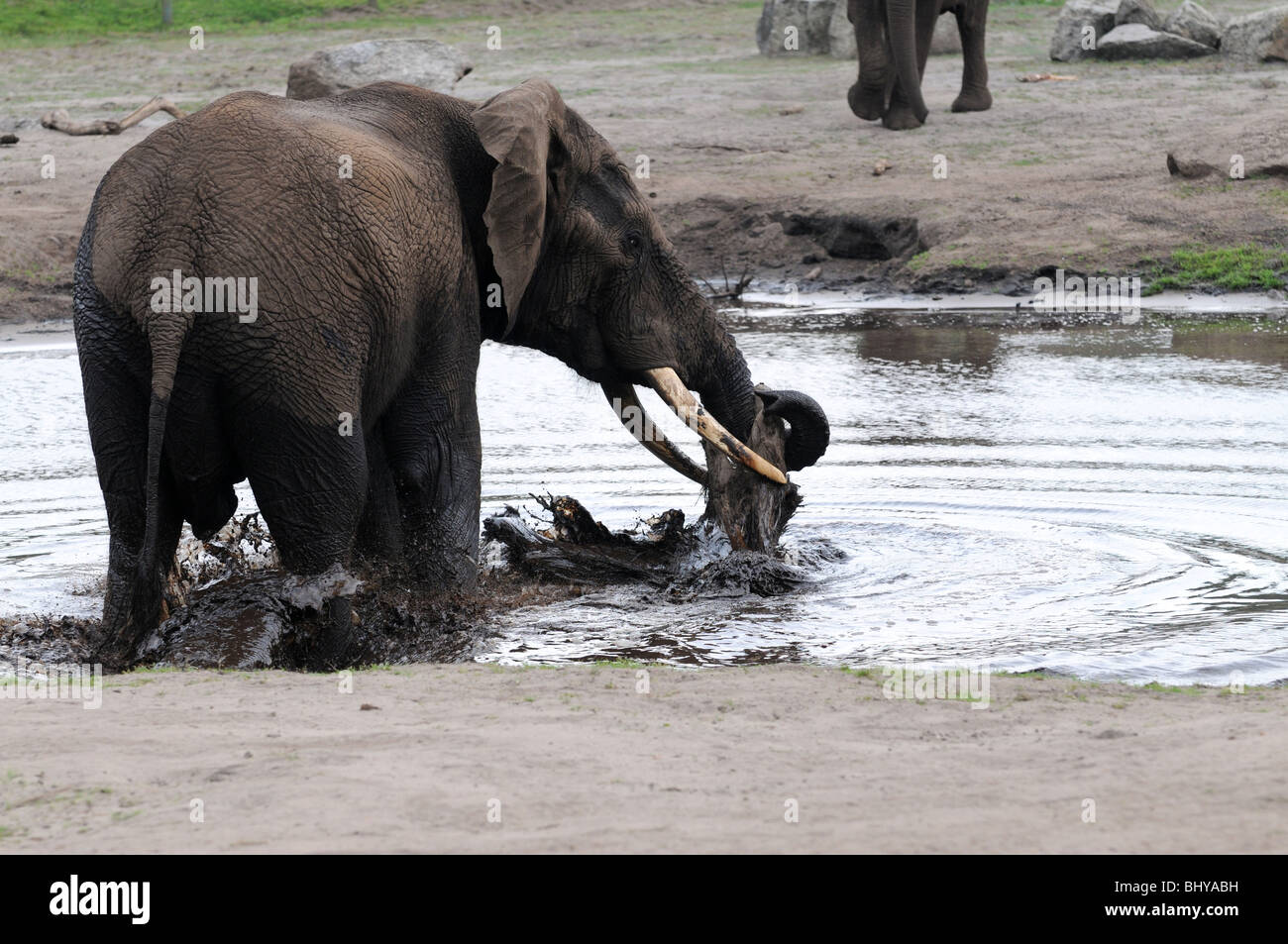 African elephant (Loxodonta africana) in Serengeti Park, Hodenhagen, Germany Stock Photo