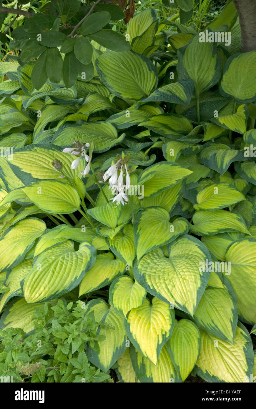 Hosta  '  Pauls Glory '   in Shade Garden Stock Photo
