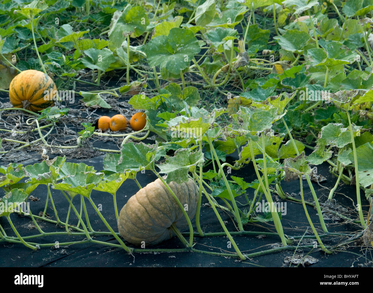 Melons ripening in the filed Stock Photo Alamy