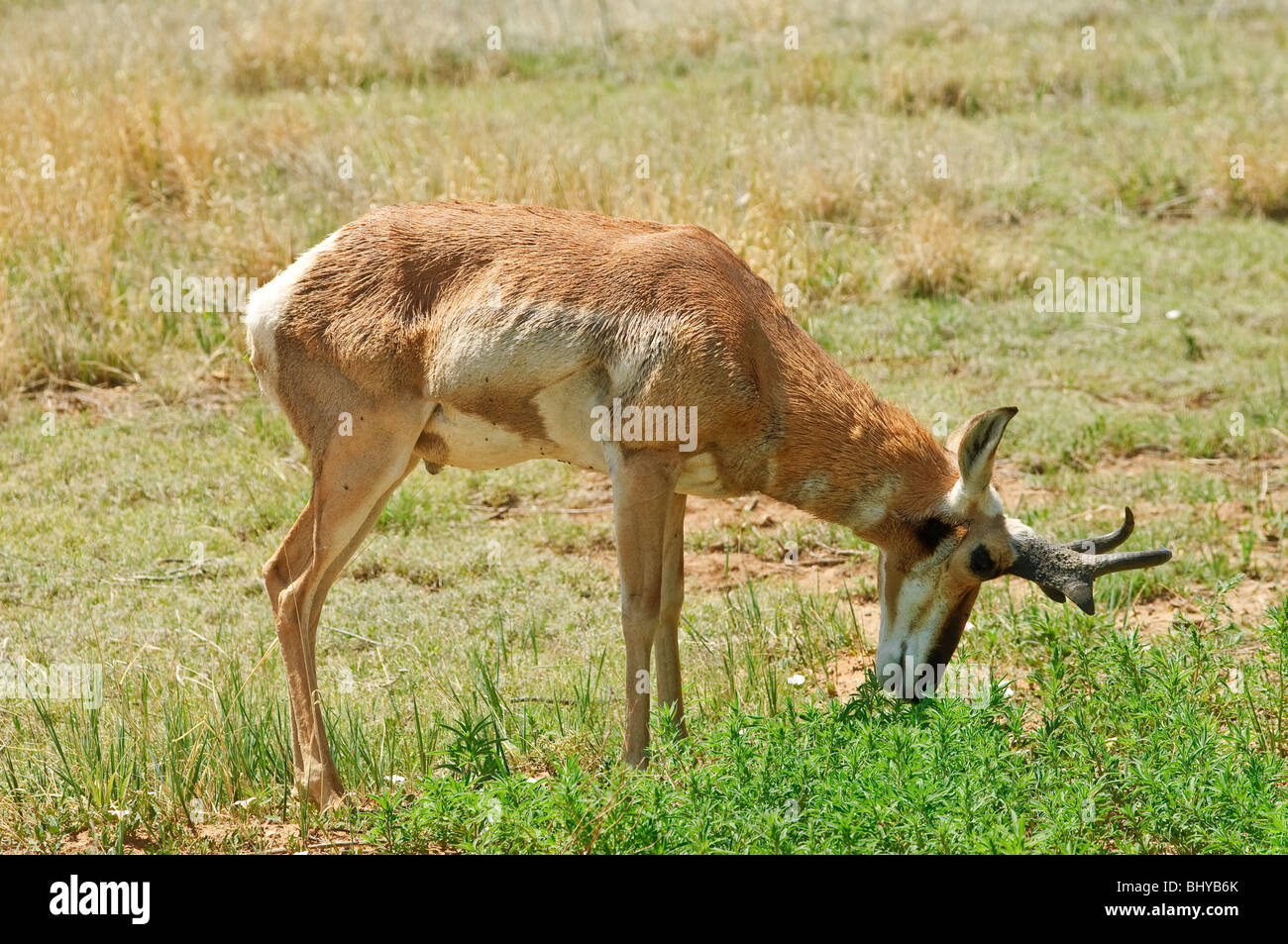 Pronghorn antelope New Mexico Stock Photo - Alamy