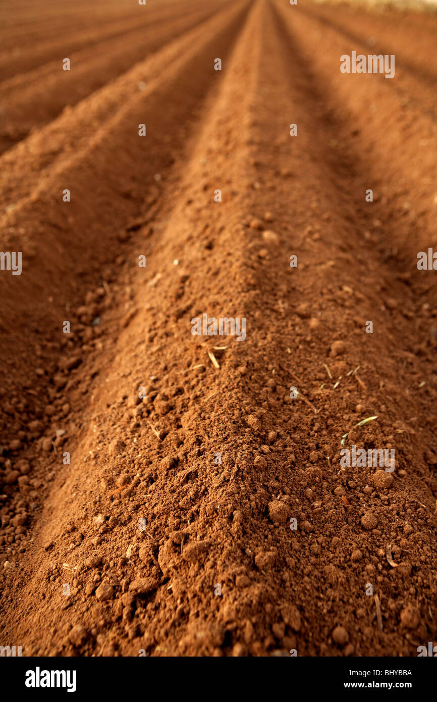 Ploughed red clay soil agriculture fields ready to sow Stock Photo