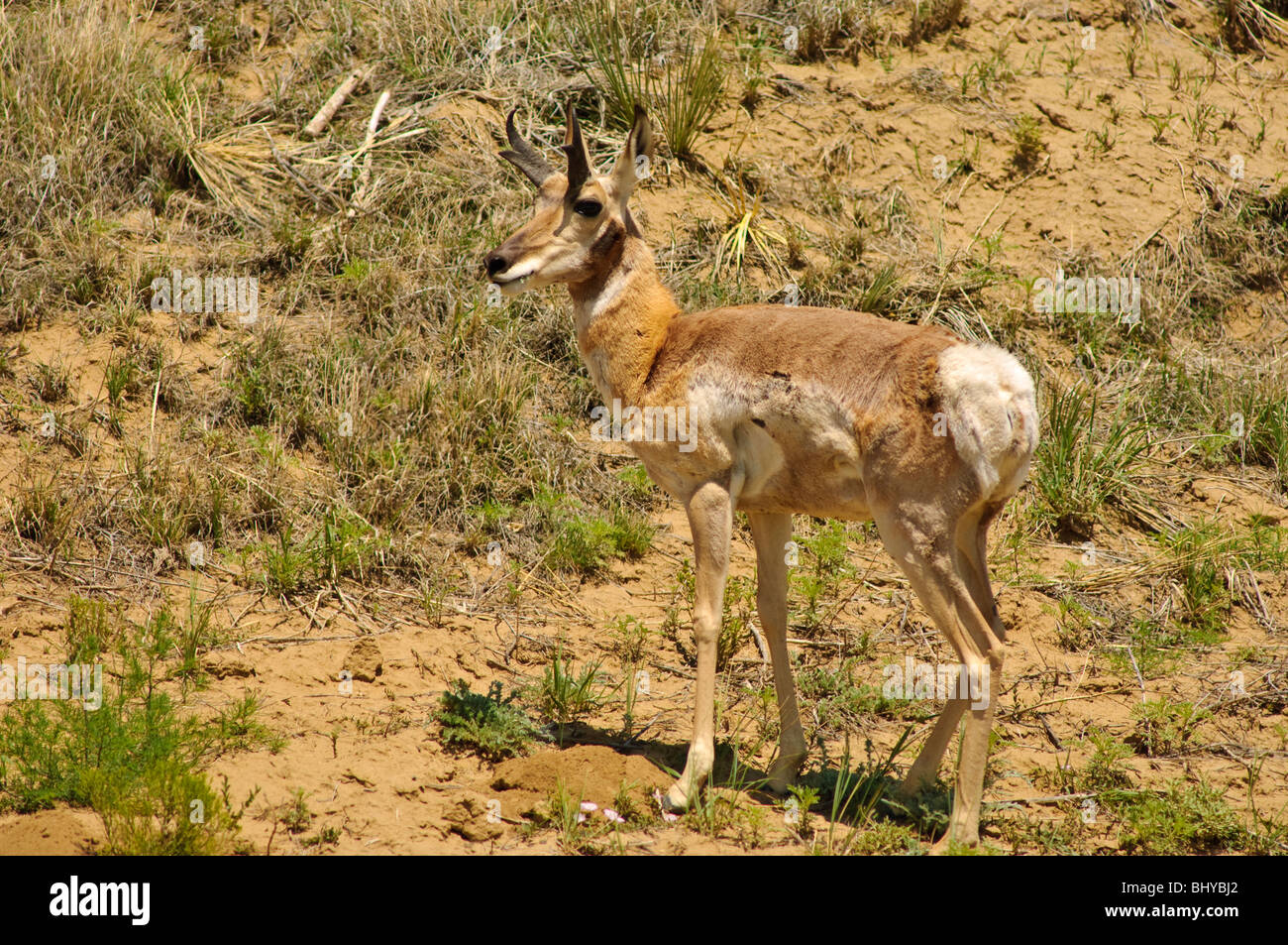 Pronghorn antelope new mexico hi-res stock photography and images - Alamy