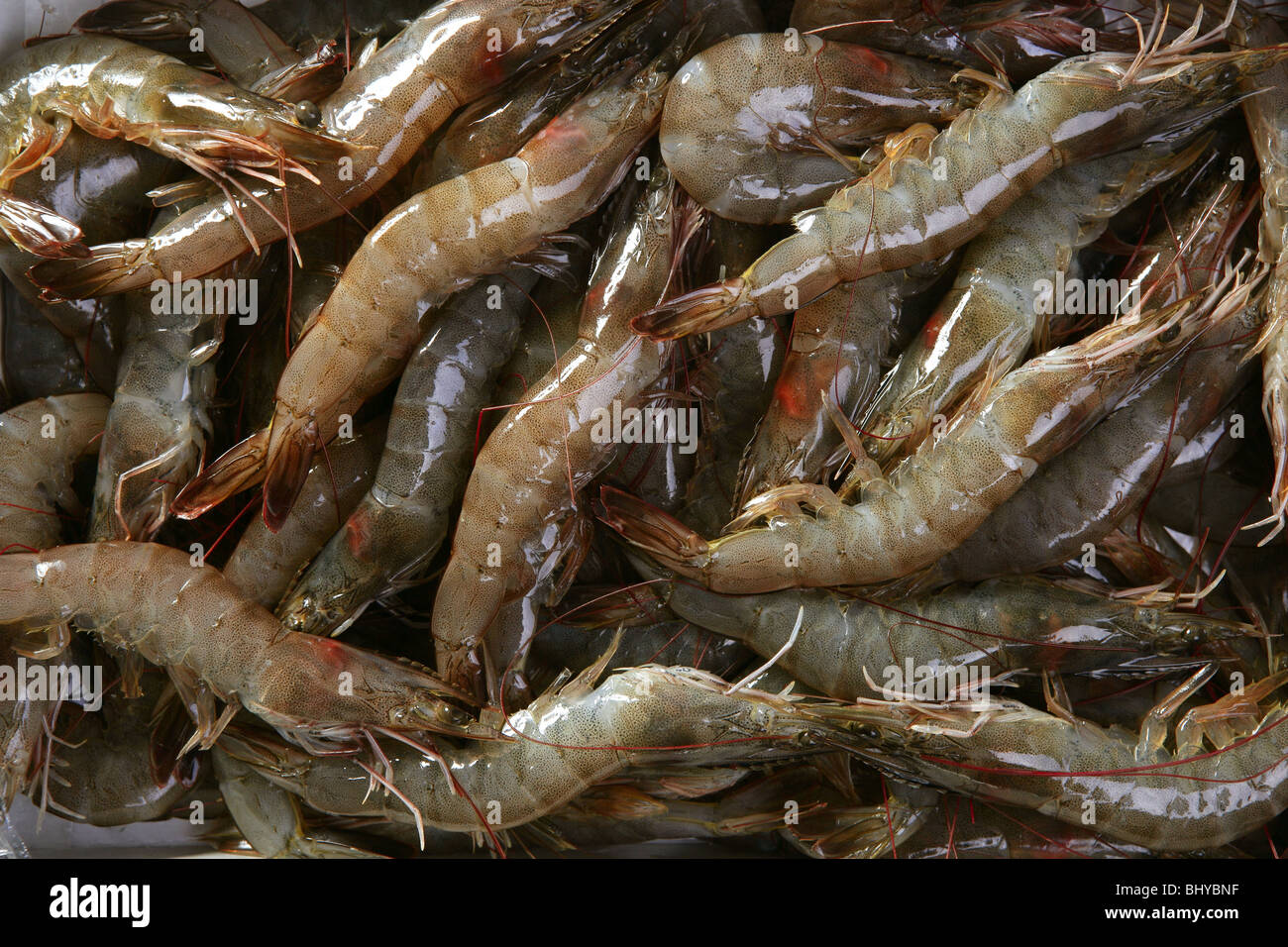 penaeus vannamei prawns shrimps pattern texture background Stock Photo