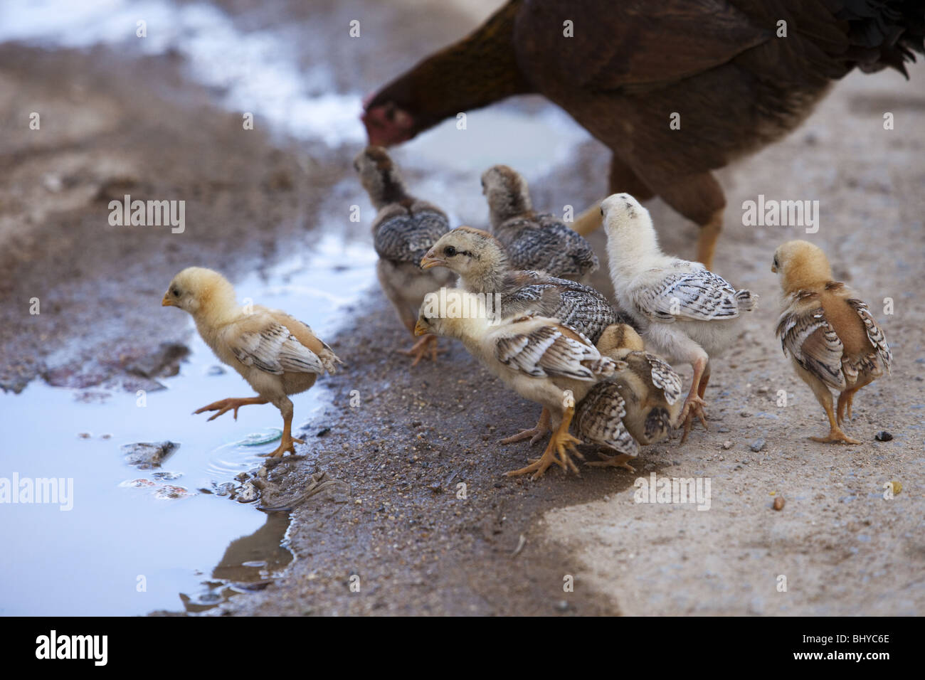Indian Chicken crossing the road Stock Photo Alamy