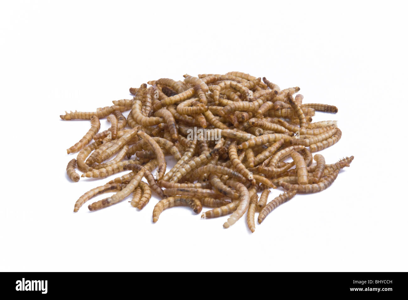 Dried meal worms sold as bird food Stock Photo