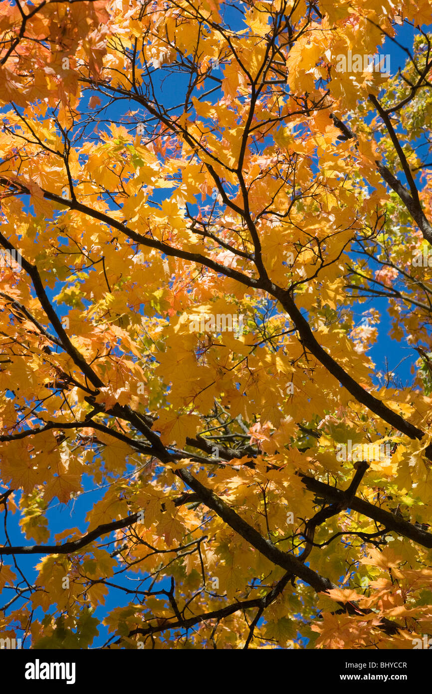 Autumn tree from underneath hi-res stock photography and images - Alamy
