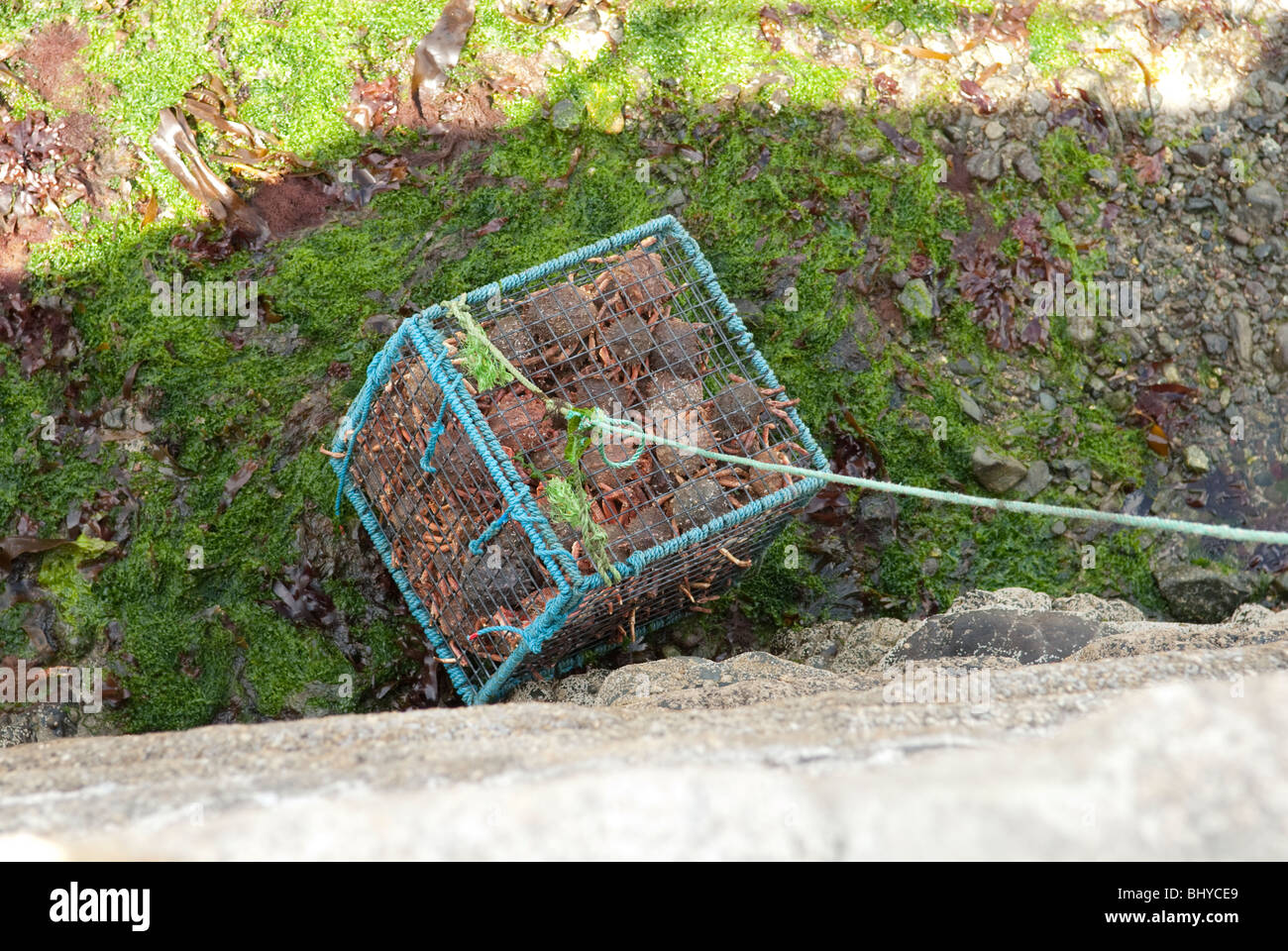 Freshly caught crabs in crab pot Stock Photo