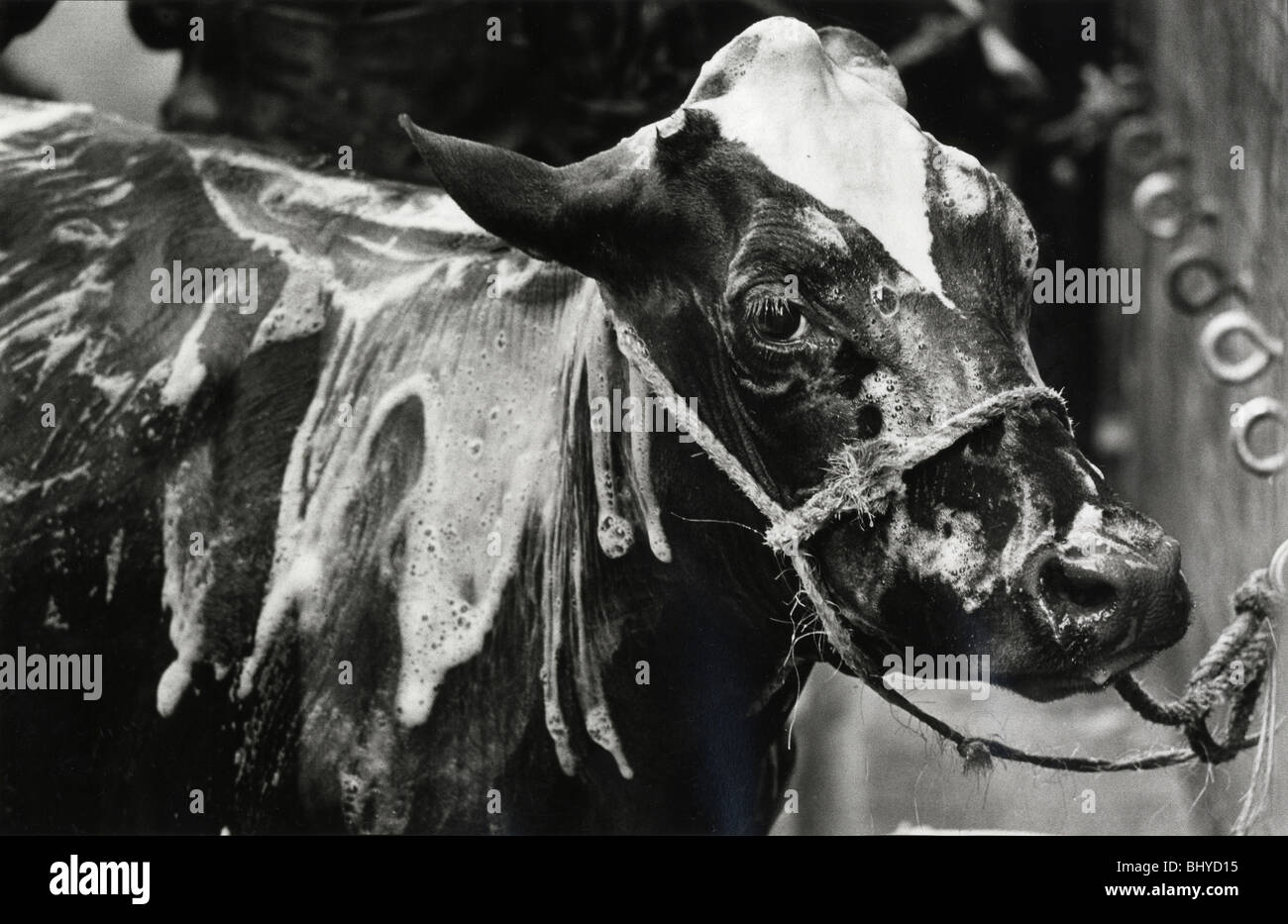 A soapy cow waits patiently for a rinse as she is prepared for the ring at an agricultural show. Stock Photo