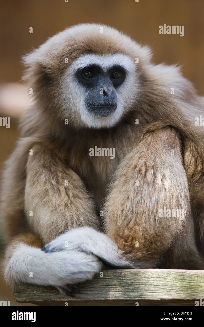 White handed gibbon Hylobates lar Stock Photo Alamy
