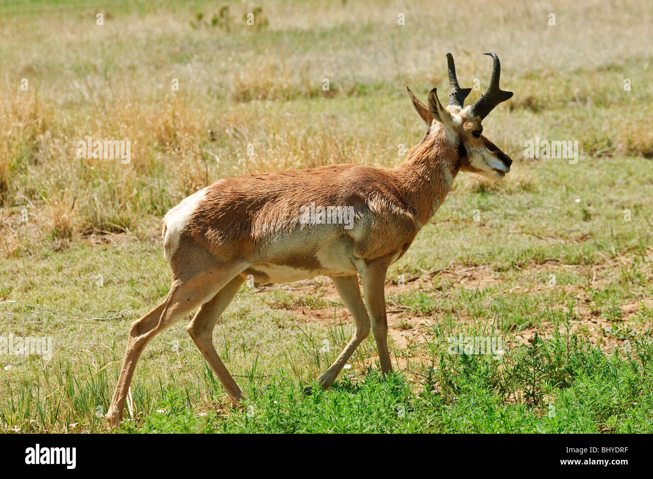 Pronghorn antelope New Mexico Stock Photo - Alamy