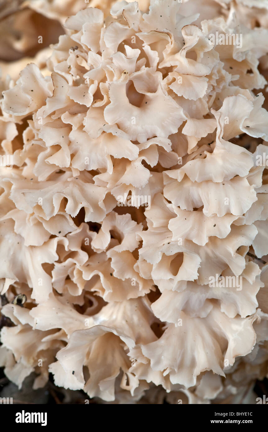 Cauliflower Fungus: Sparassis crispa. Parastic on Pine tree. Close-up. Stock Photo