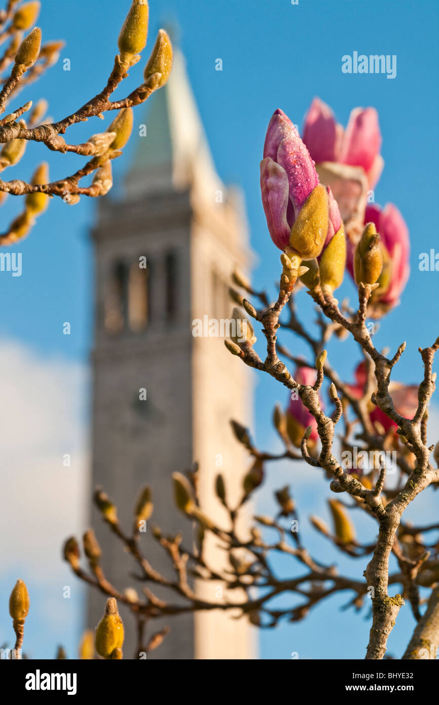 Flowers blooming on the UC Berkeley campus with Sather Tower ("The