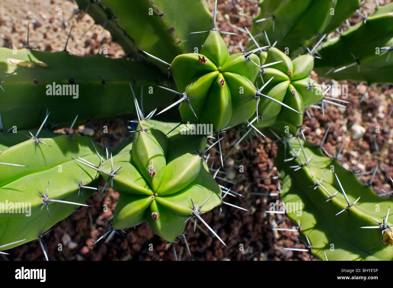 Top view of desert cactus near Tucson Stock Photo