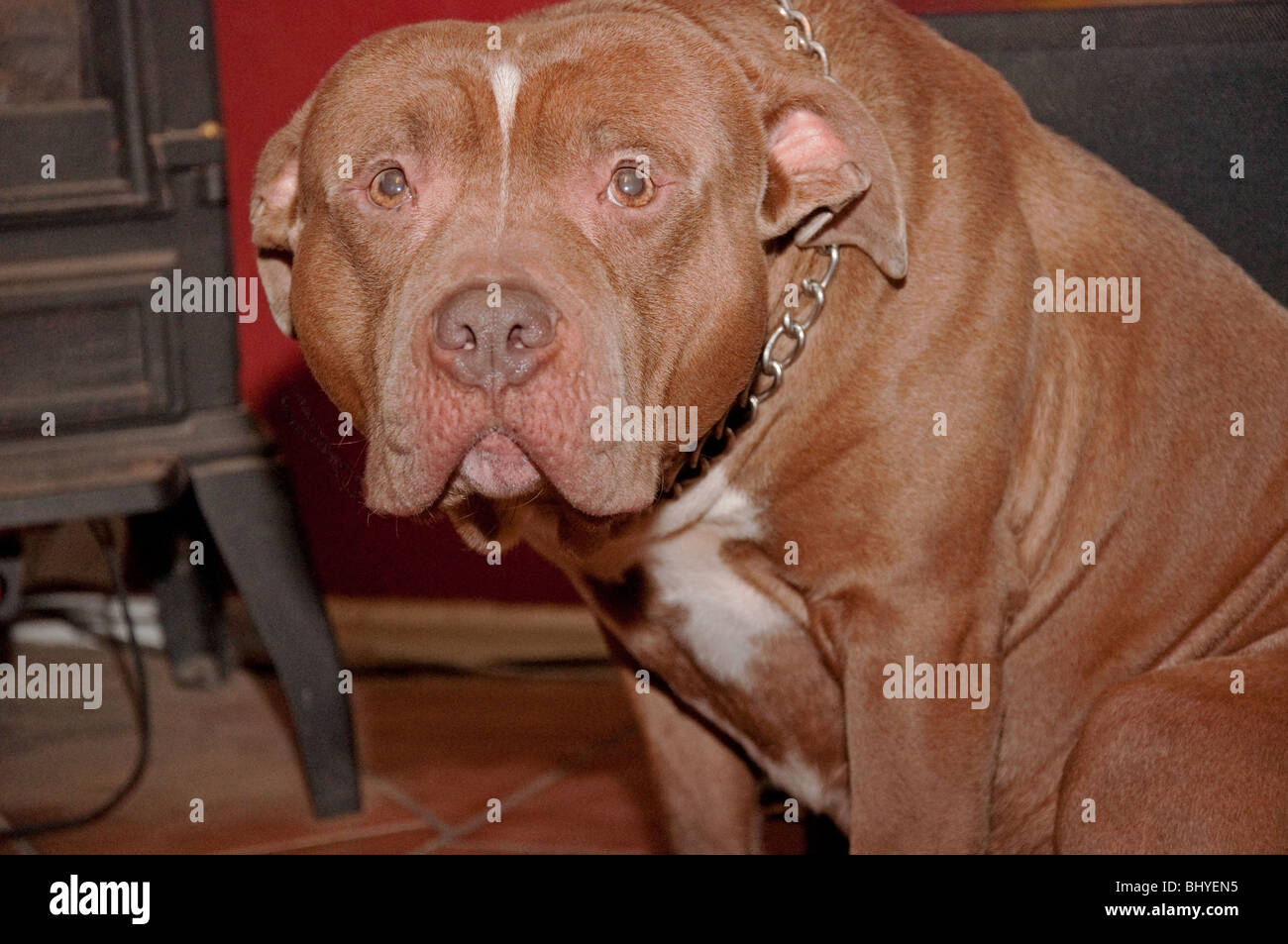 This red pit bull dog is in a cowering type expression in a home setting with the background intentionally blurred for artistic Stock Photo