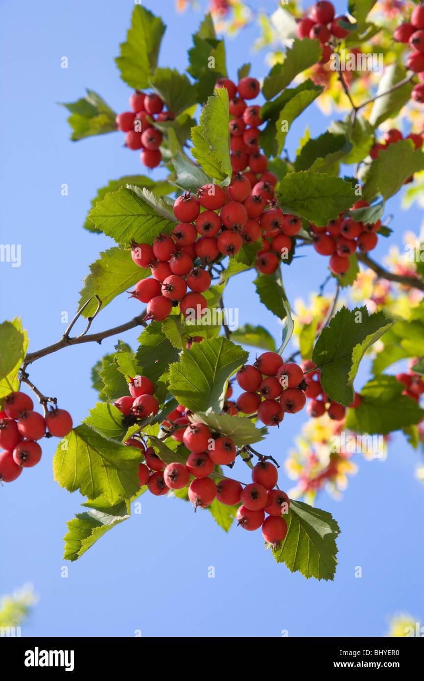 Hawthorn. Crataegus pedicellata Stock Photo