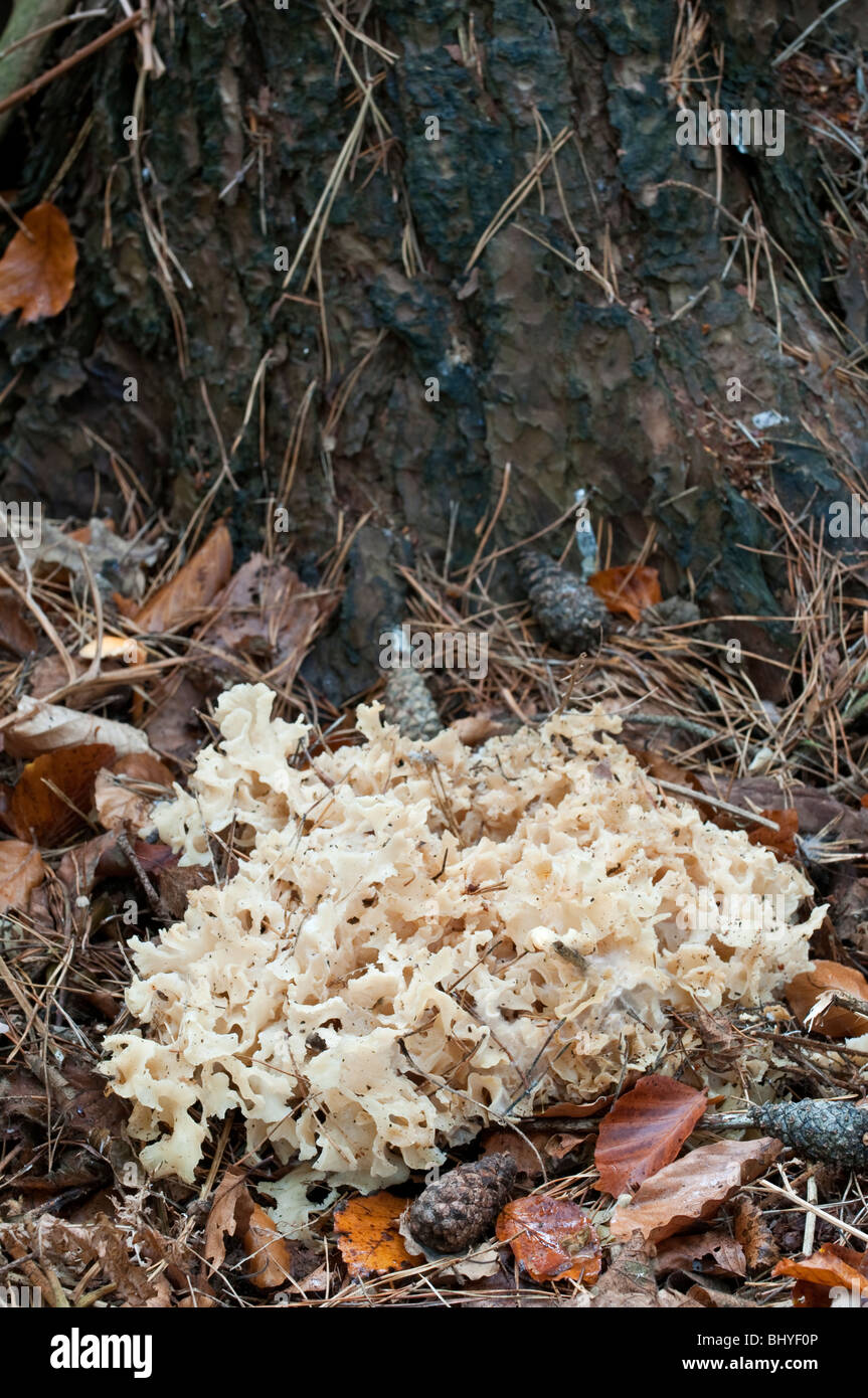 Cauliflower Fungus: Sparassis crispa. Parastic on Pine tree. Stock Photo