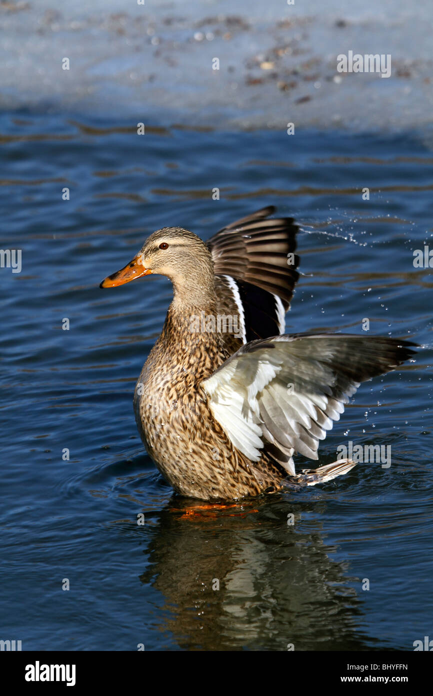 Female Mallard Duck, Anas Platyrhynchos, flapping wings in water Stock Photo