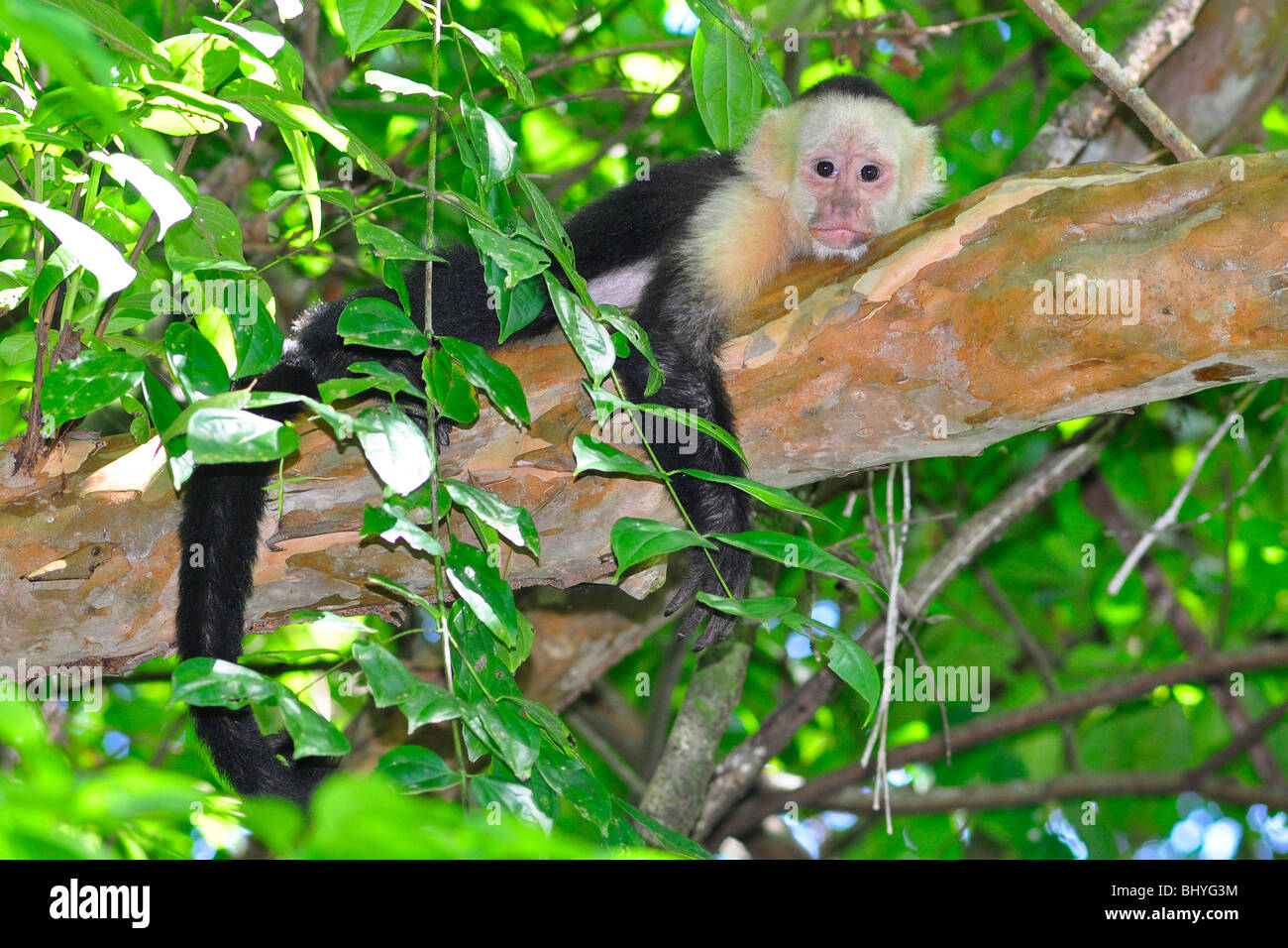White-headed or white-faced capuchin (Cebus, capucinus) Manuel Antonio, Costa Rica. Stock Photo