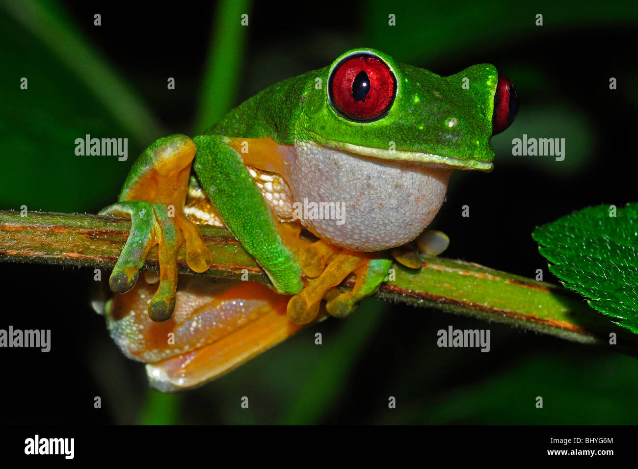 Red eye tree frog (Agalychnis callidryas) Dominical area, Costa Rica. Stock Photo