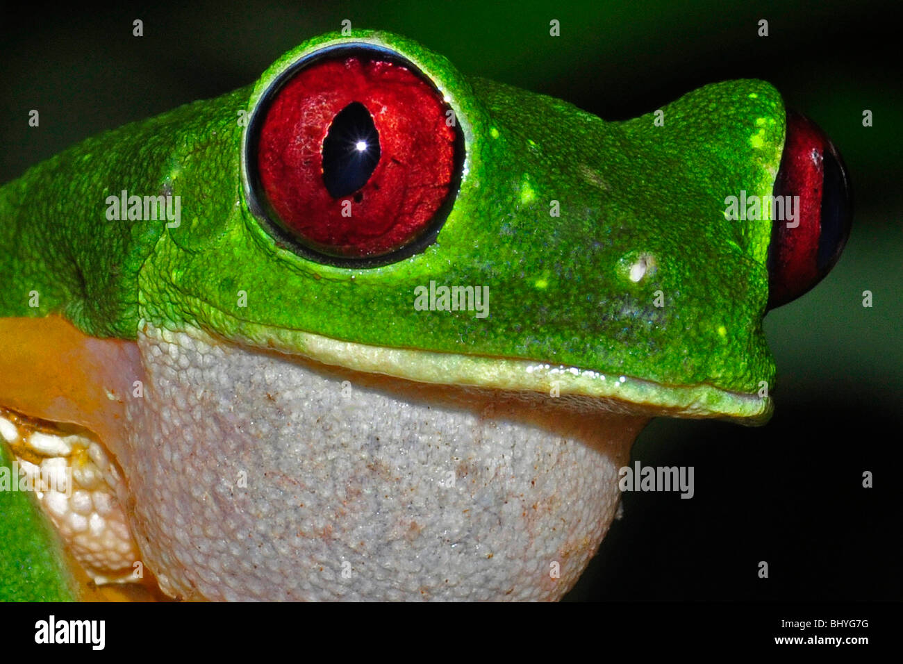 Red eye tree frog (Agalychnis callidryas) Dominical area, Costa Rica. Stock Photo