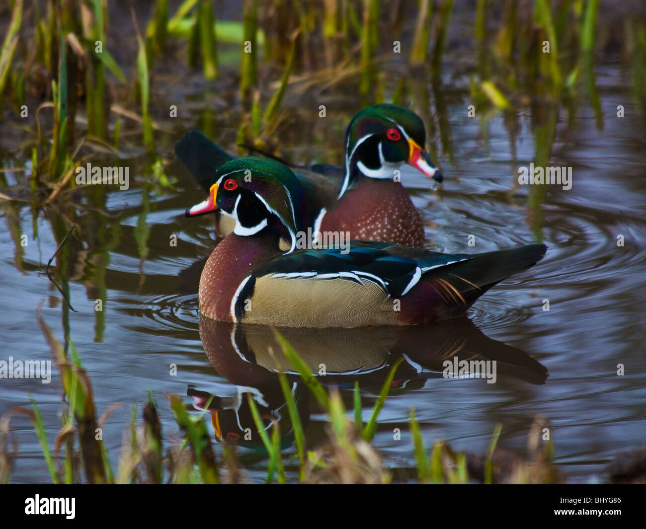 Wood Duck, Carolina Duck, Aix sponsa Stock Photo Alamy