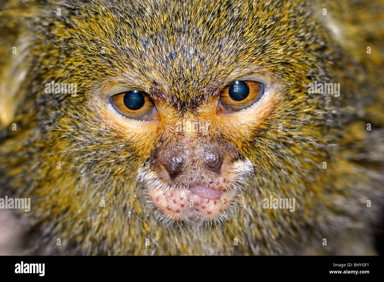 Pygmy marmoset (Celuella pygmaea) Stock Photo