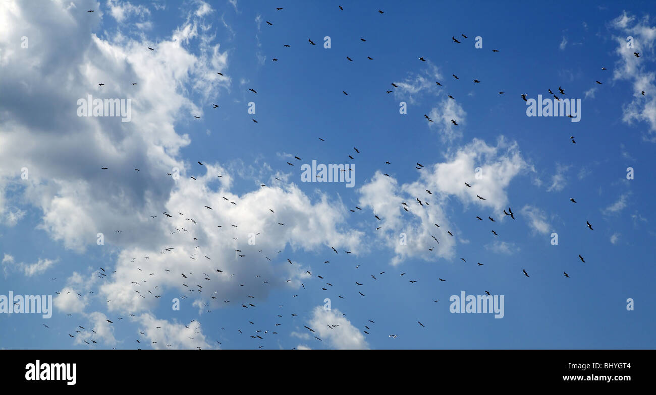 Blue beautiful sky with white clouds view in sunny day Stock Photo - Alamy
