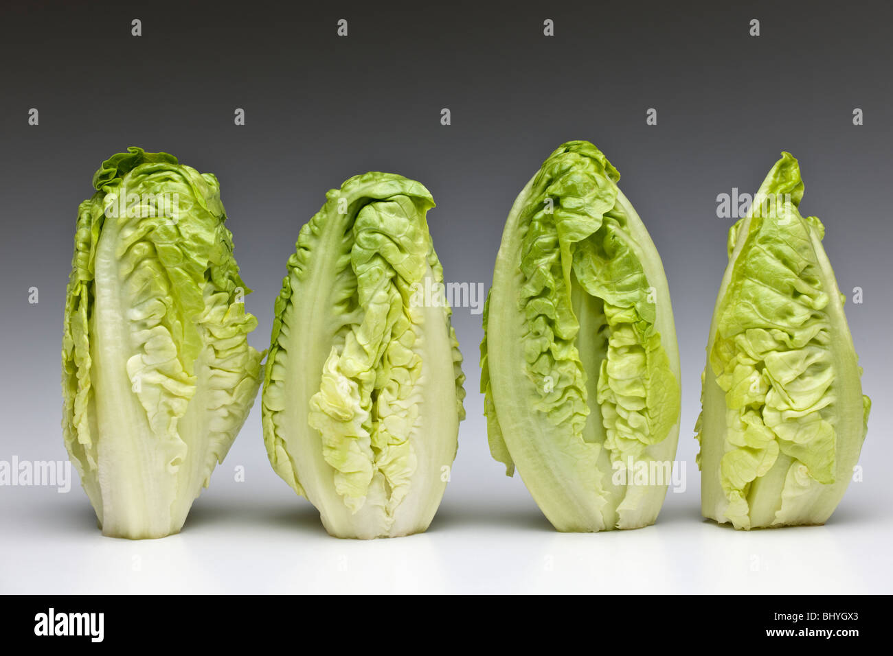 A row of four 'Little Gem' variety lettuce Stock Photo