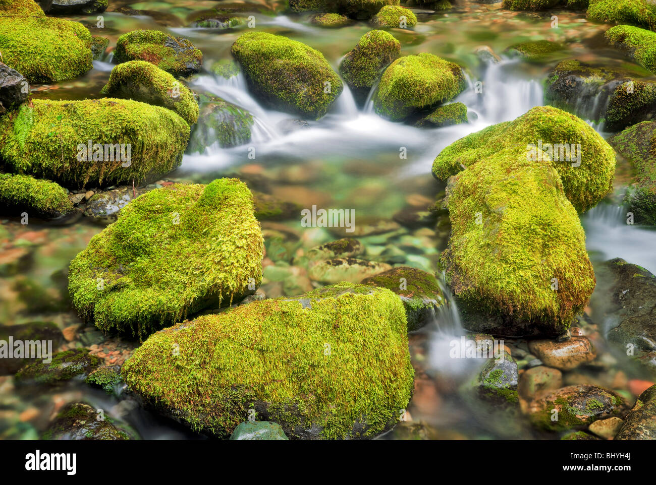 Moss covered rocks in small stream at Opal Creek Scenic Recreation Area, Oregon Stock Photo