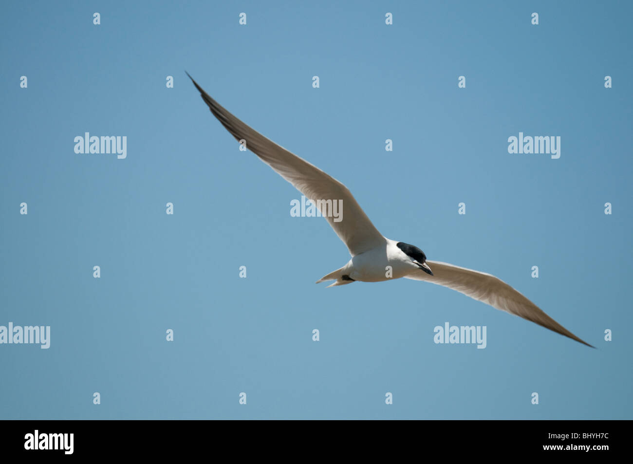 Gullbilled Tern Stock Photo
