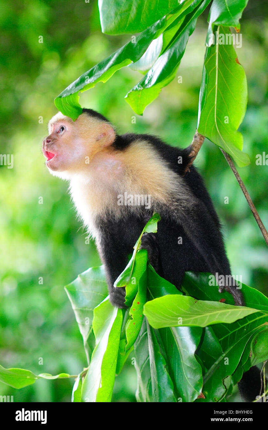A white-headed or white-faced capuchin (Cebus capucinus) scans the sky for potential threats from predators. Manuel Antonio, Cos Stock Photo
