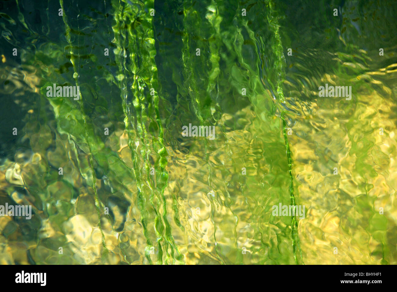 Macro bubble algae hi-res stock photography and images - Alamy