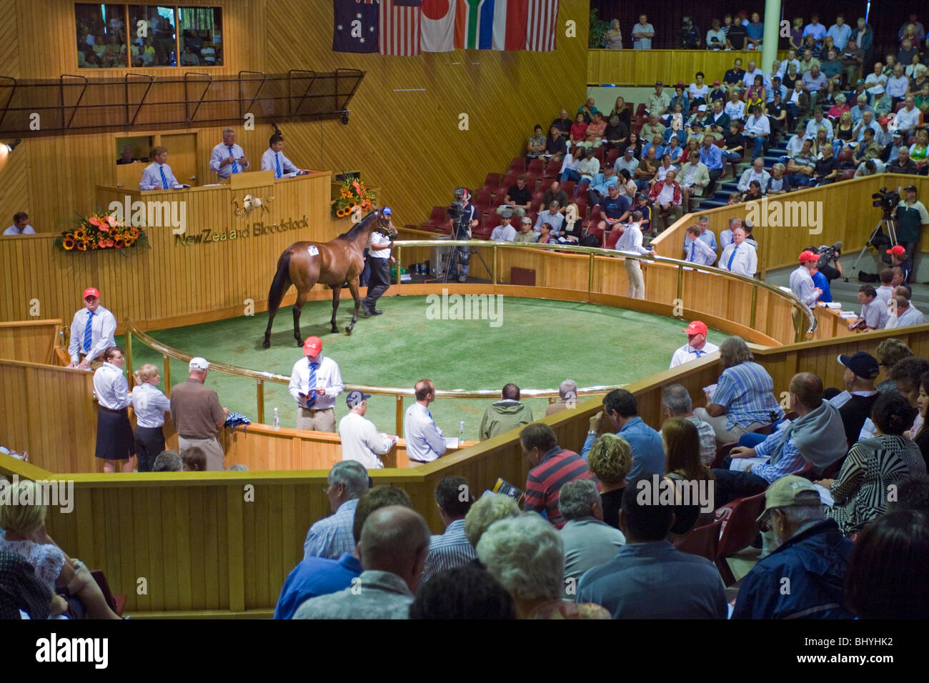 The Karaka Horse Sales auction arena Stock Photo Alamy